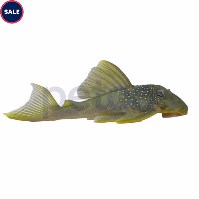 Green Phantom Plecostomus L-200 - Carousel image #1