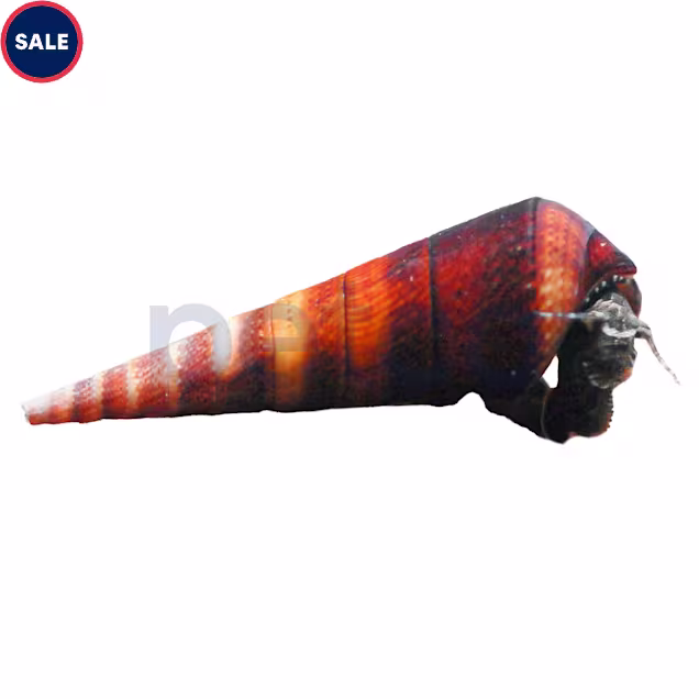 Blue Rabbit Snail - Carousel image #1