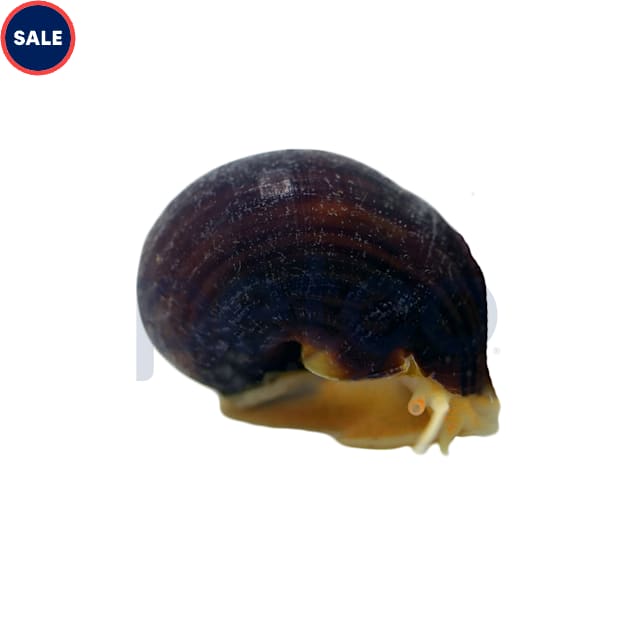 Freshwater snails petsmart deals