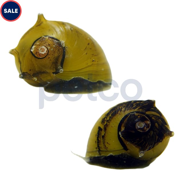 Yellow Horned Nerite Snail for Freshwater Algae & Detritus Control