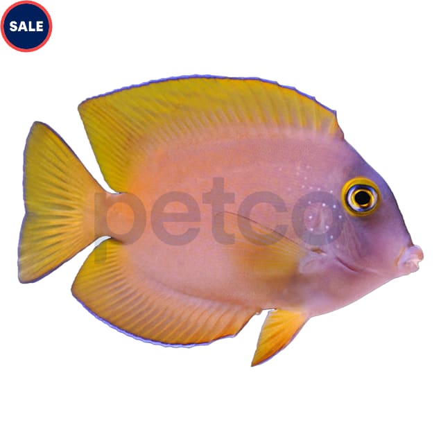 Yellow Gold-Ring Bristletooth Tang - Small - Carousel image #1