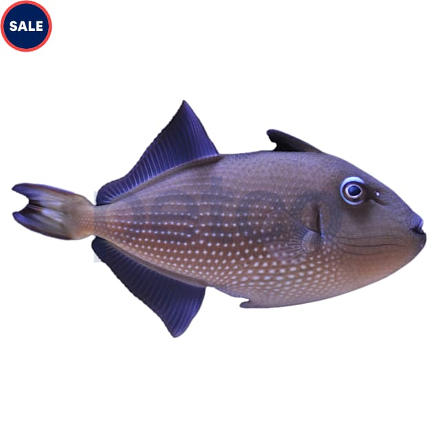 Female Blue Throat Triggerfish - Small - Carousel image #1