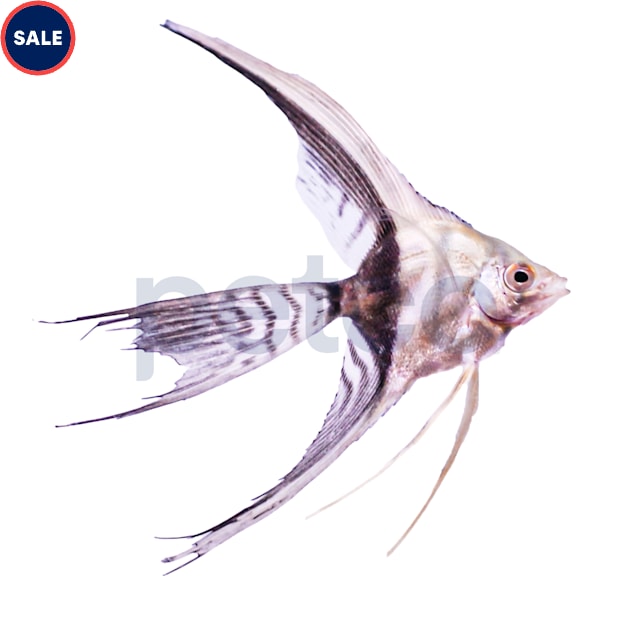 Half Black Veil Angelfish - Carousel image #1