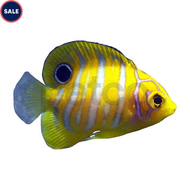 Aquacultured Juvenile Regal Angelfish (Pygoplites diacanthus), Small - Carousel image #1