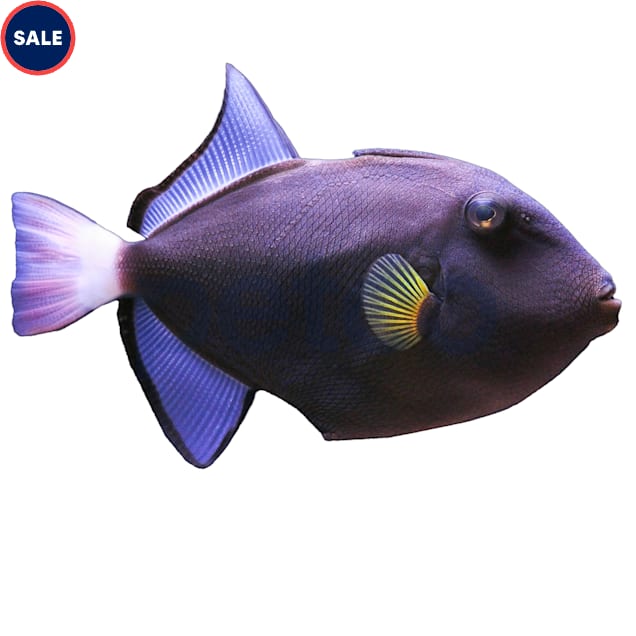 Pinktail Triggerfish (Melichthys vidua) - Carousel image #1