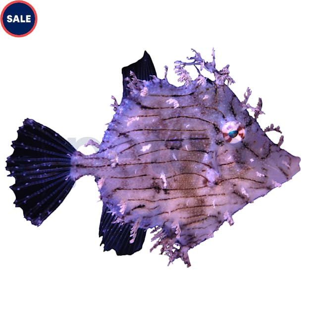 Tassled Filefish (Chaetodermis pencilligerus) - Carousel image #1