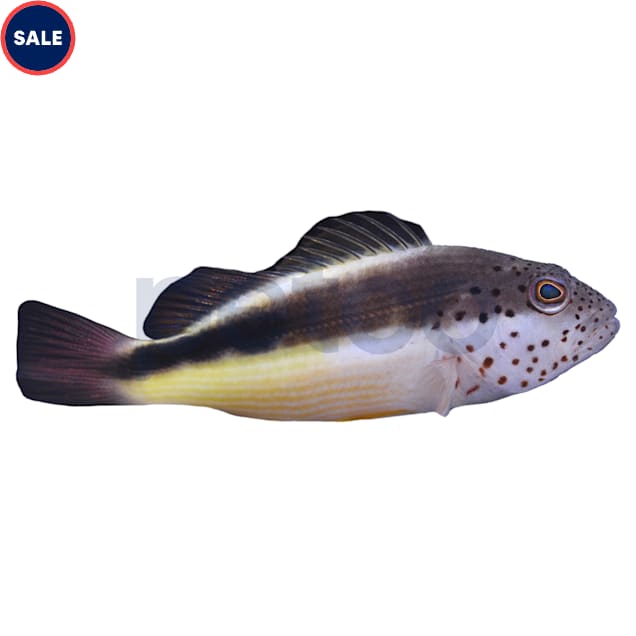 Freckle Faced Hawkfish (Paracirrhites forsteri) - Carousel image #1