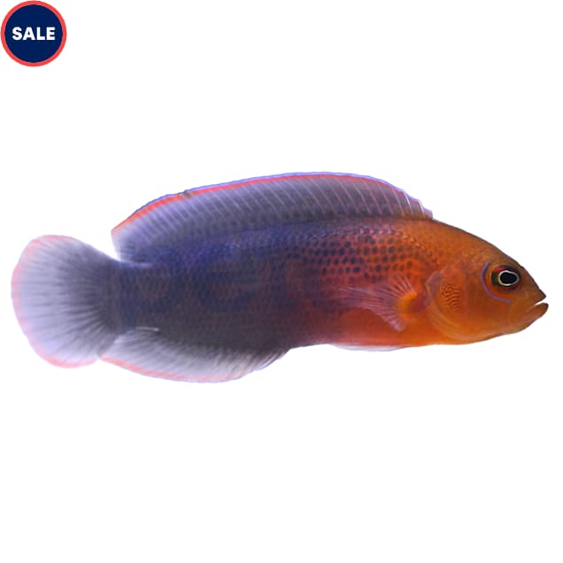 Dilectus Dottyback (Pseudochromis dilectus) - Carousel image #1
