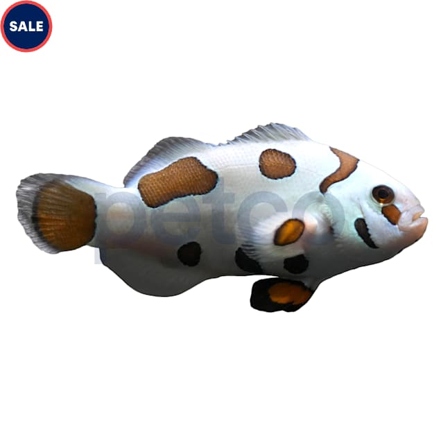 Aquacultured Mocha Storm Ocellaris Clownish (Amphiprion ocellaris) - Carousel image #1