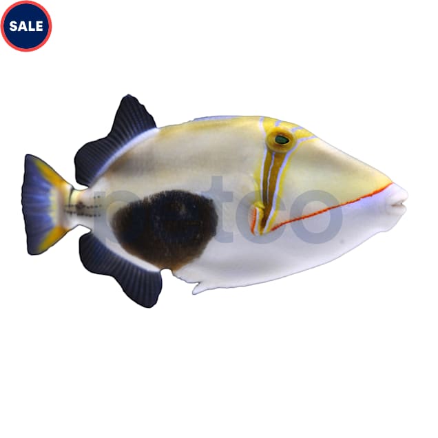 Bursa Triggerfish (Rhinecanthus verrucosus) - Carousel image #1
