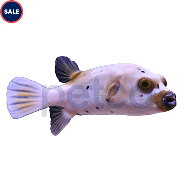 Blackspotted Dogface Pufferfish (Arothron nigropunctatus), Large - Carousel image #1