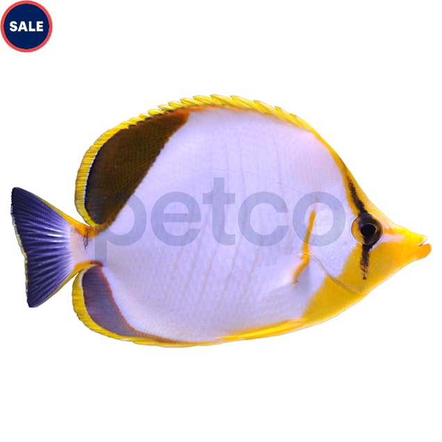 Yellow Head Butterflyfish (Chaetodon xanthocephalus), Medium - Carousel image #1