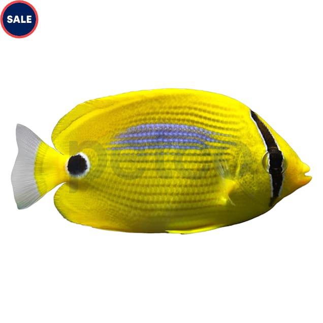 Plebeius Blue Spot Butterfly (Chaetodon plebeius), Medium - Carousel image #1