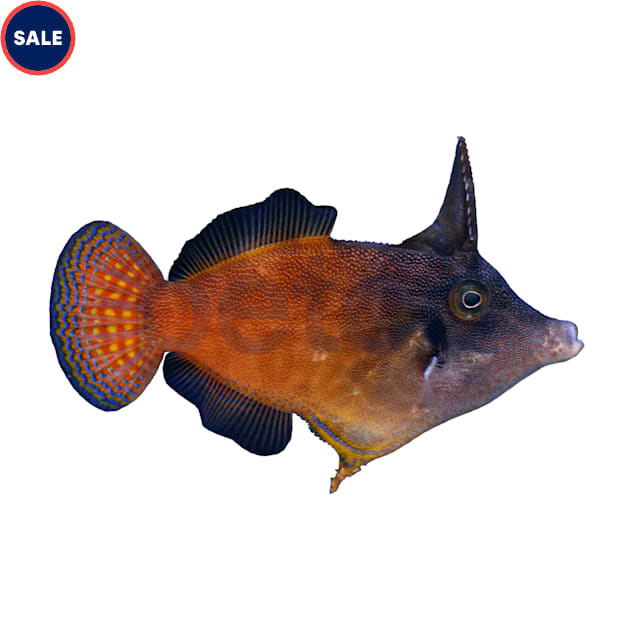 Orange Body Filefish (Pervagor melanocephalus) - Carousel image #1