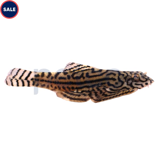 Hillstream Reticulated Loach - Carousel image #1