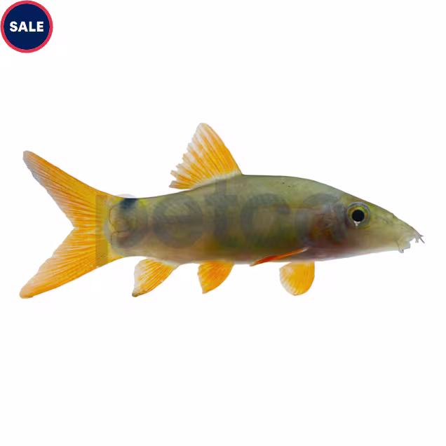 Redtail Loach - Carousel image #1