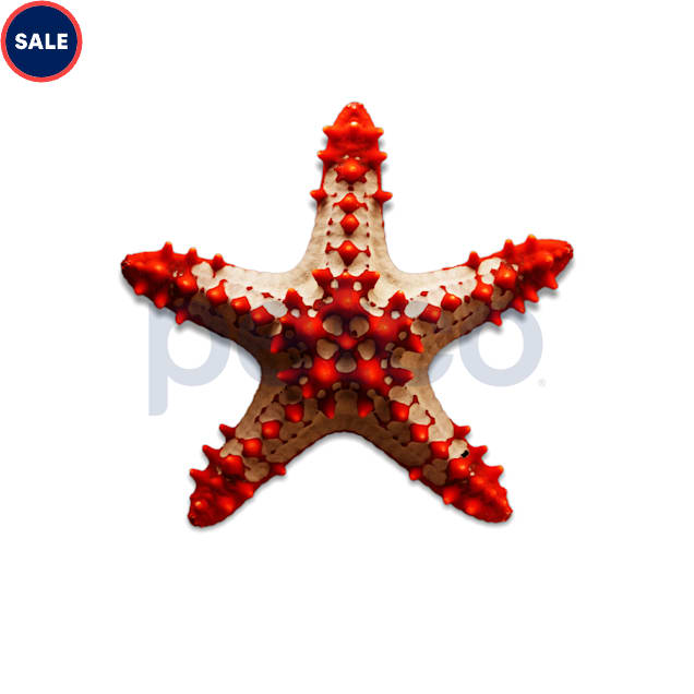 African Red Tip Star, Large - Carousel image #1