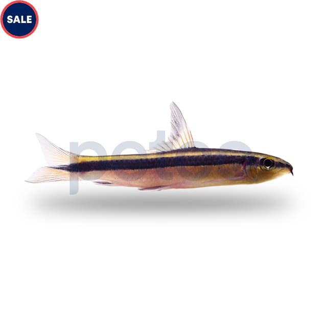 Red Flying Fox Algae Eater (Epalzeorhynchos kalopterus) - Carousel image #1