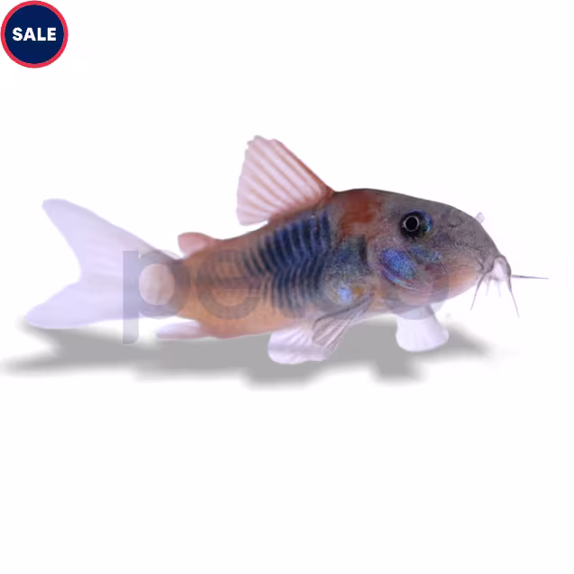 Red Sailfin Venezuela Cory Catfish (Corydoras sp aff aeneus) - Carousel image #1