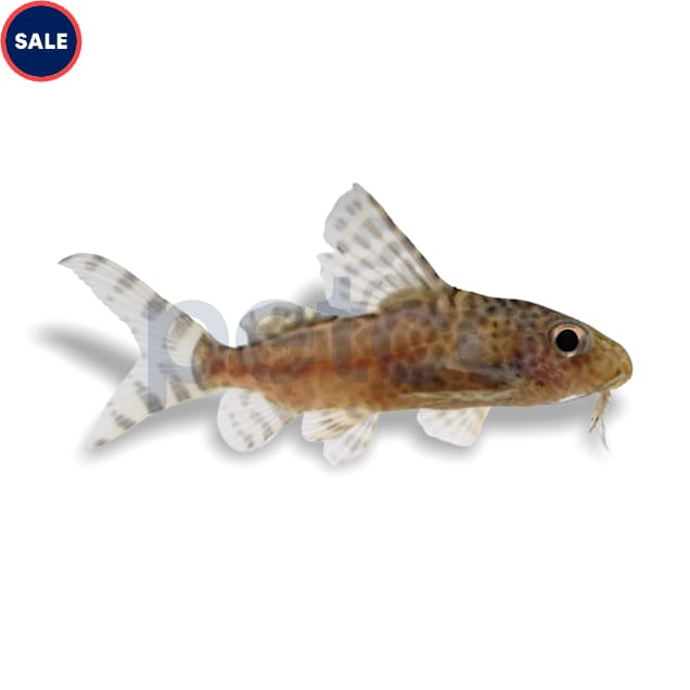 Eupterus Catfish (Synodontis eupterus) - Carousel image #1