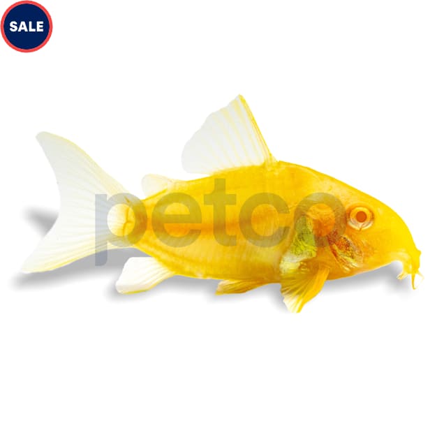 Albino Sterbai Cory Catfish Freshwater Cleanup Crew & Pet