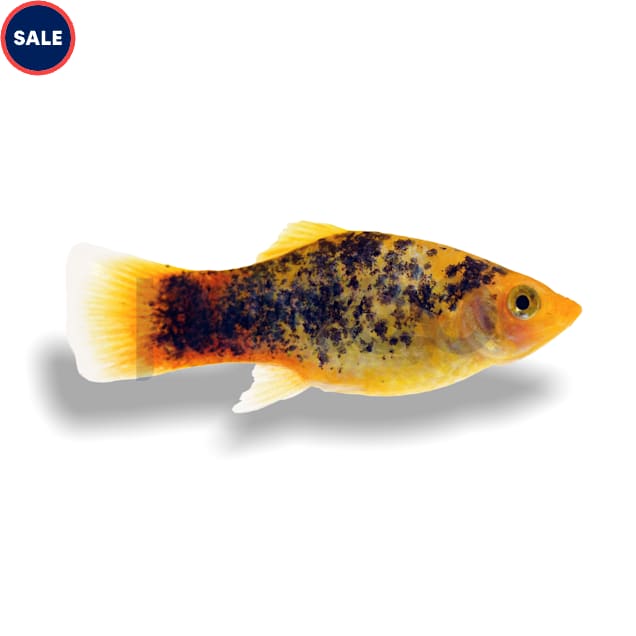 Sunset Platy (Xiphophorus Maculatus) Live Fish – 10 Pack – Peaceful Freshwater Beginner Fish