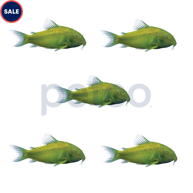 Celestial Yellow Corydoras Catfish, Pack of 5 - Carousel image #1