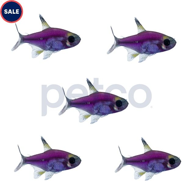 Galactic Purple Pristella Tetra, Pack of 5 - Carousel image #1