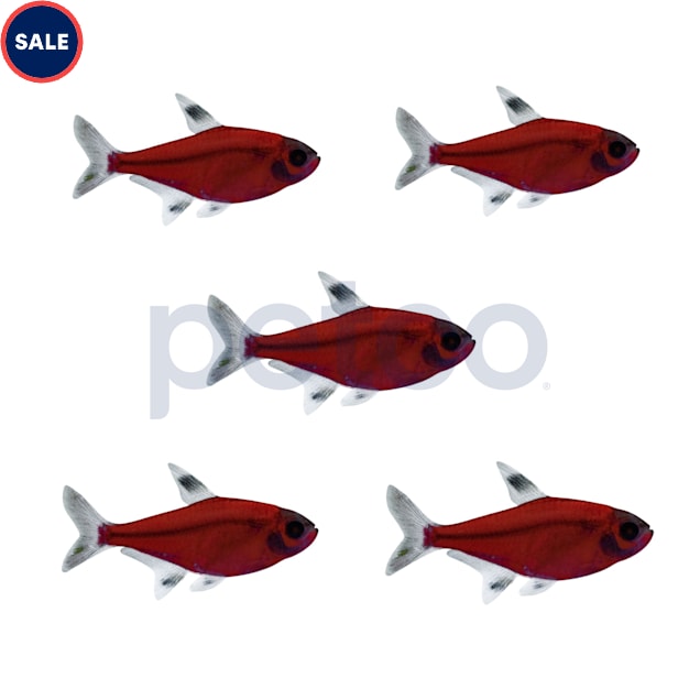 Starfire Red Pristella Tetra, Pack of 5 - Carousel image #1