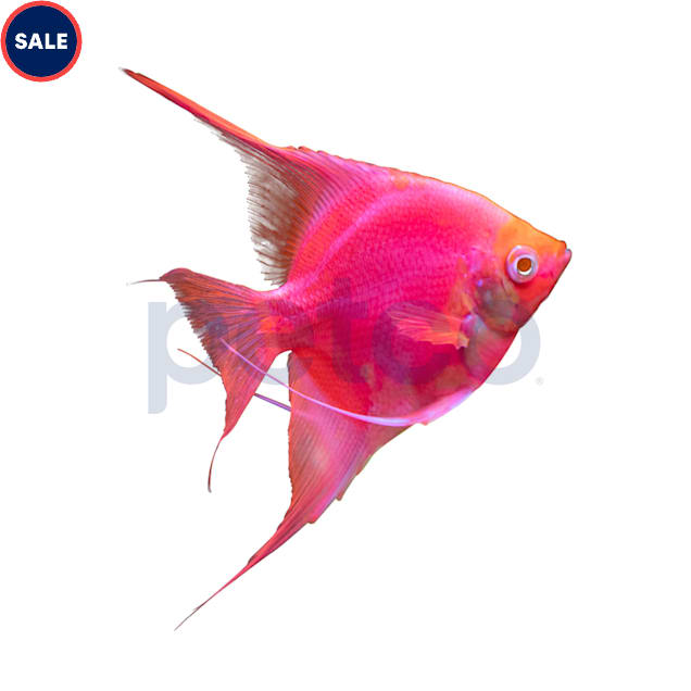 GloFish Starfire Red Angelfish (Pterophyllum scalare) - Carousel image #1