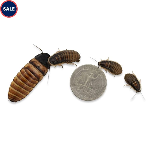 Live Insects Dwarf Hissing Cockroach Elliptorhina chopardi, 10 Count - Carousel image #1
