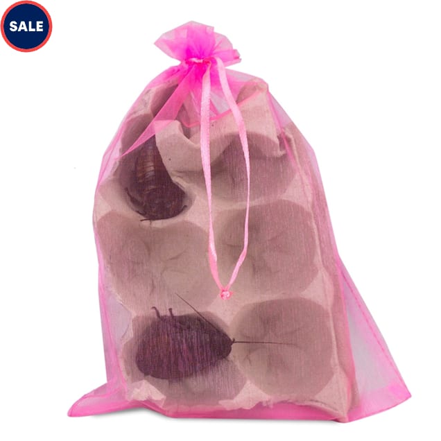 Madagascar Hissing Cockroach SEXED PAIR (Gromphadorhina portentosa) - Carousel image #1