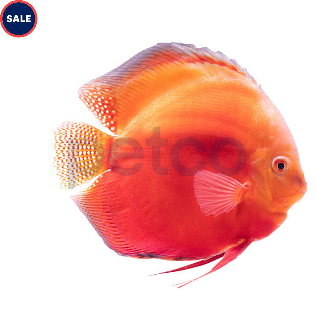 Red Valentine Discus - Carousel image #1