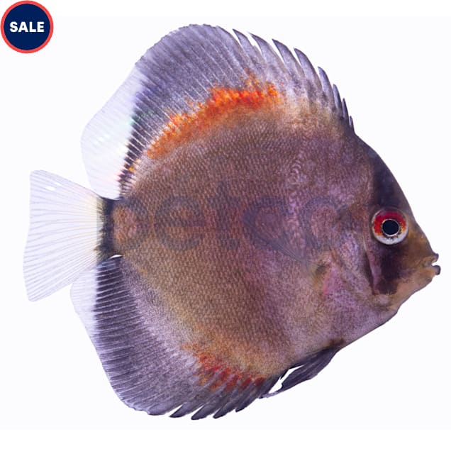 Yellow Ghost Discus - Carousel image #1