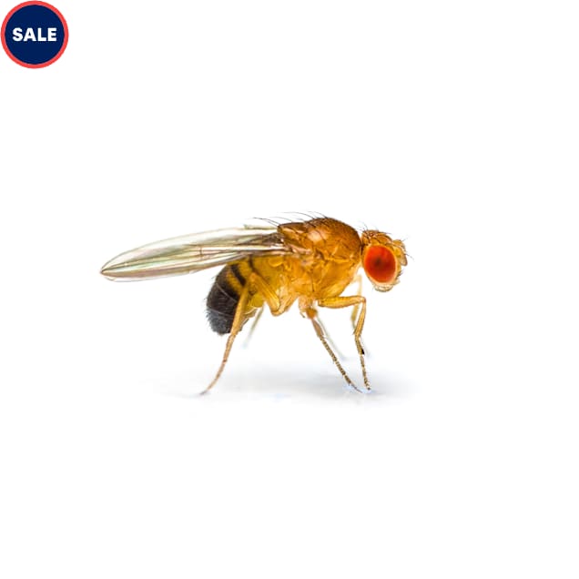 Flightless Fruit Flies D. hydei, Pack of 4 Petco