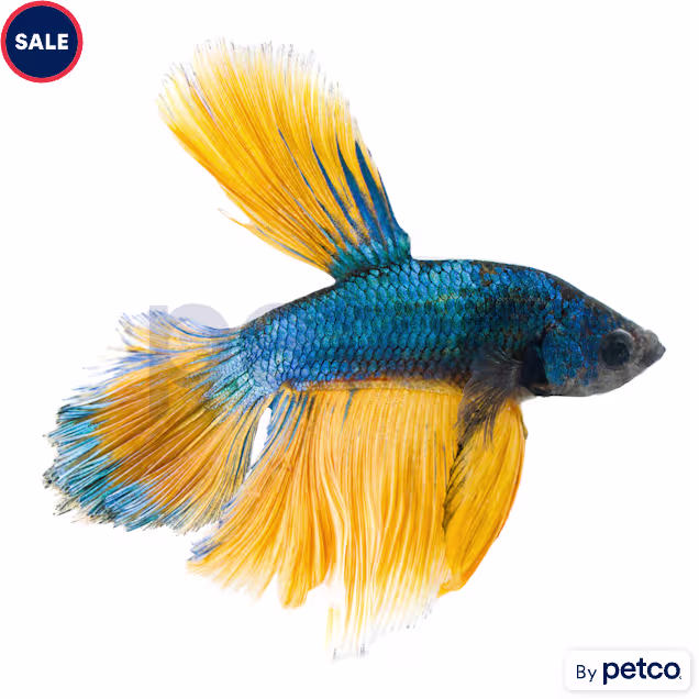 Male Halfmoon Betta - Carousel image #1