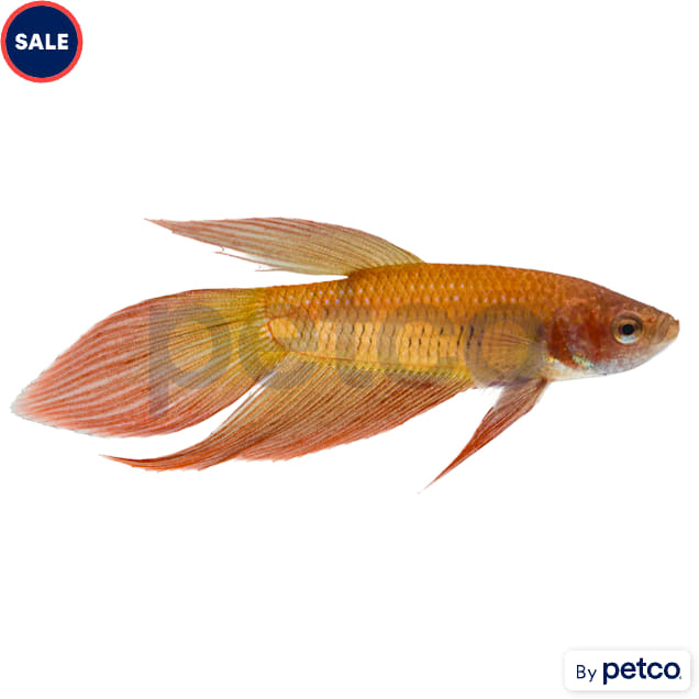 Male Betta - Carousel image #1
