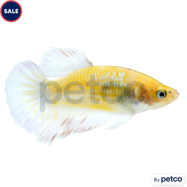 Female Betta - Carousel image #1