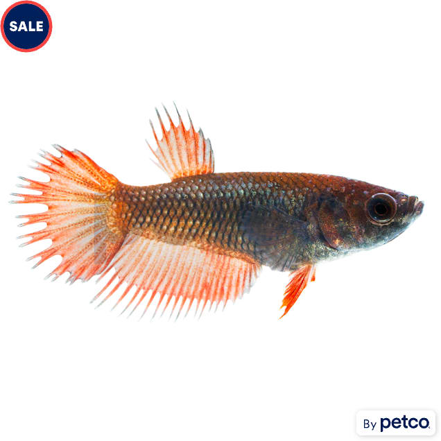 Female Crowntail Betta - Carousel image #1