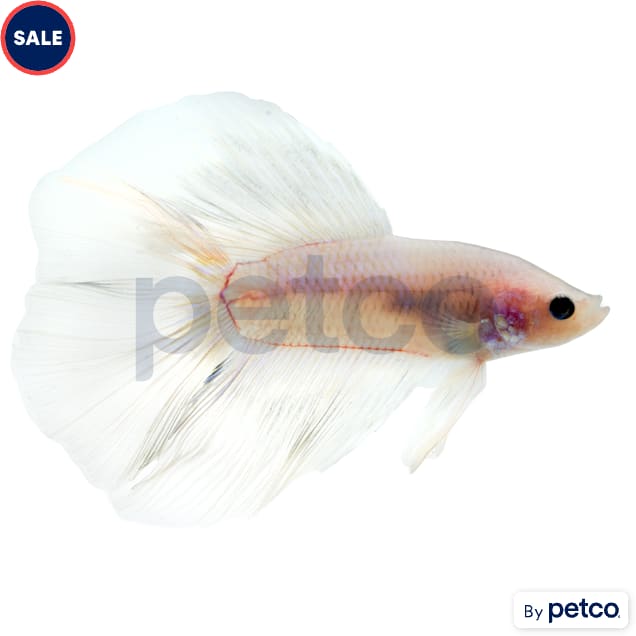 Male Doubletail Betta - Carousel image #1
