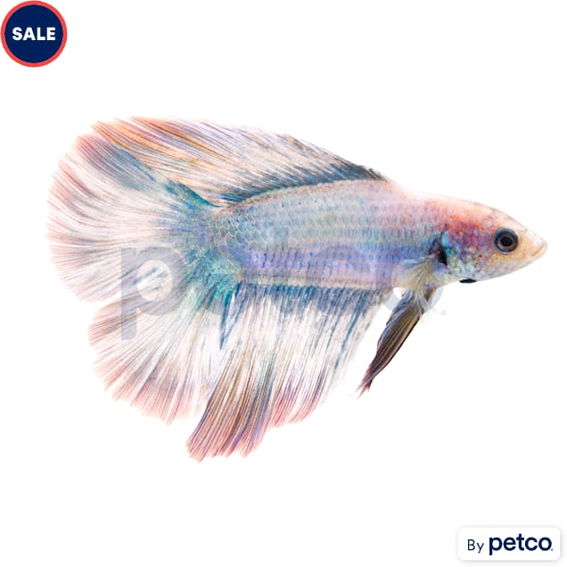 Male Halfmoon Doubletail Betta - Carousel image #1