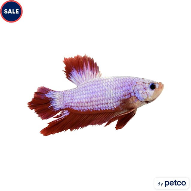 Male Halfmoon Plakat Betta - Carousel image #1