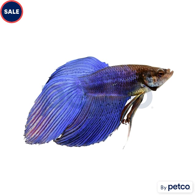 Male Blue Veiltail Betta - Carousel image #1