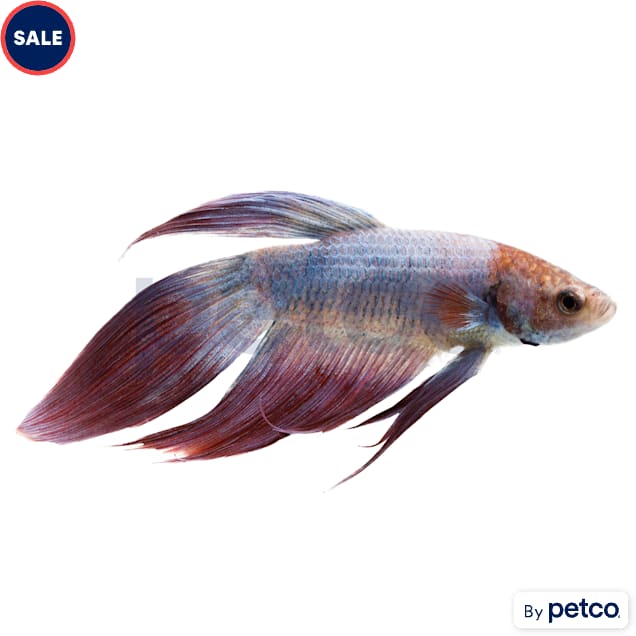Male Cambodian Veiltail Betta - Carousel image #1
