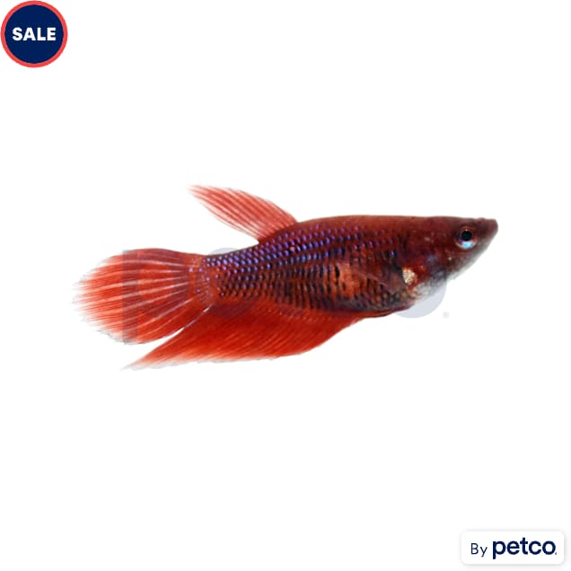 Female Red Veiltail Betta - Carousel image #1