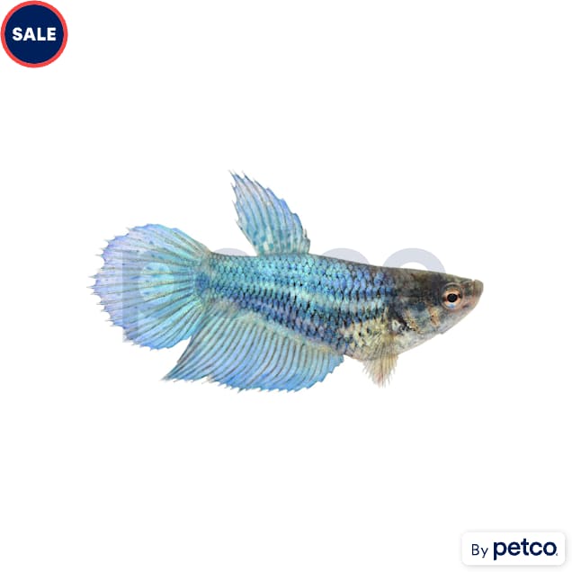 Female Blue Veiltail Betta - Carousel image #1