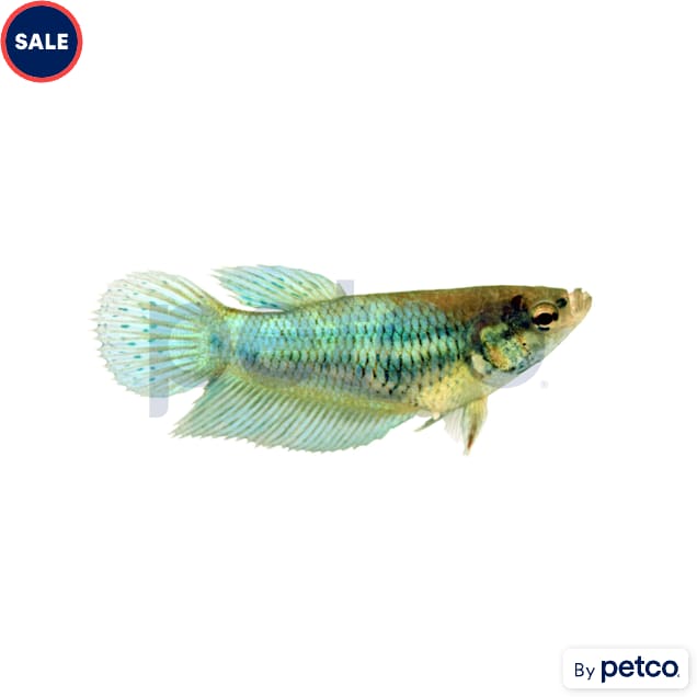Female Green Veiltail Betta - Carousel image #1