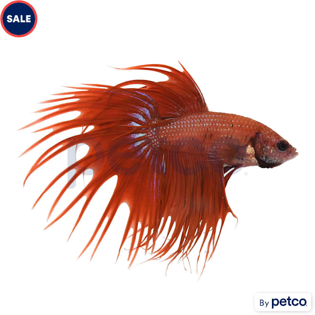 Male Red Crowntail Betta - Carousel image #1