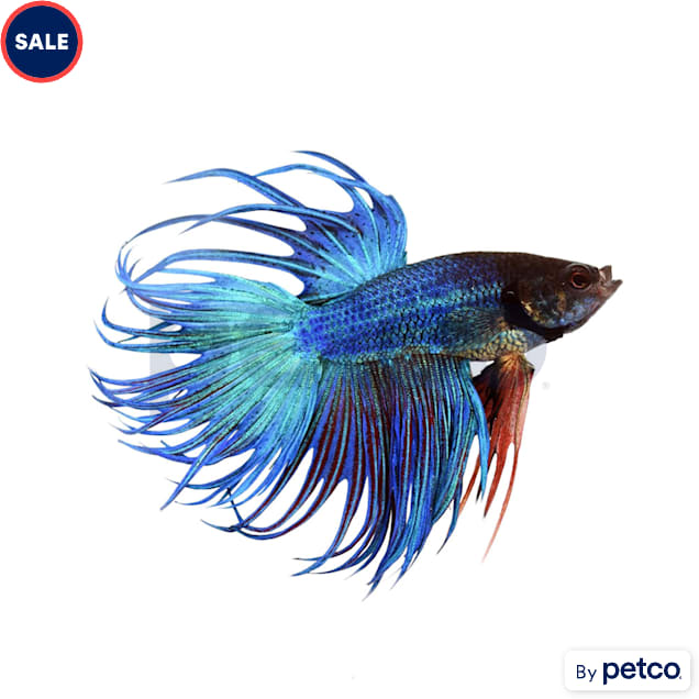 Male Blue Crowntail Betta - Carousel image #1