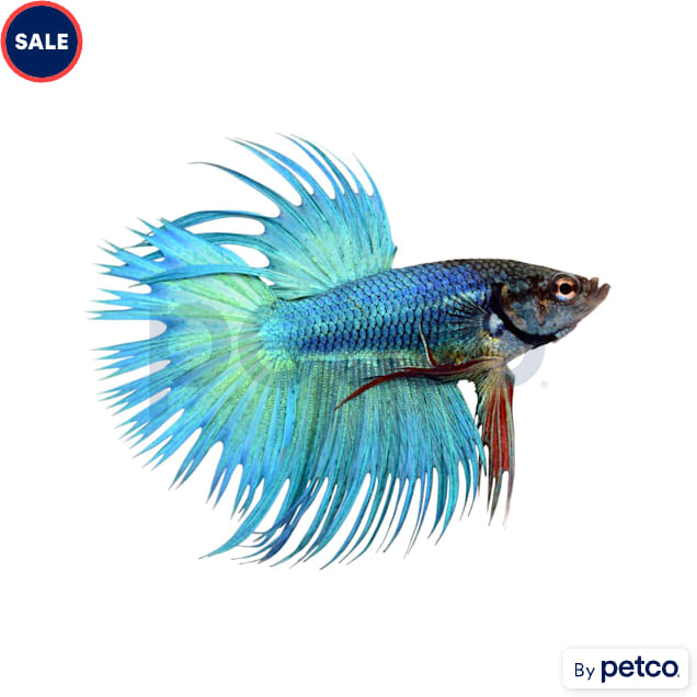 Male Green Crowntail Betta - Carousel image #1